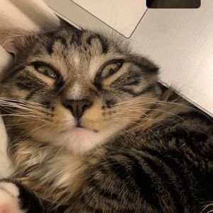 Meet your Posher, Alina